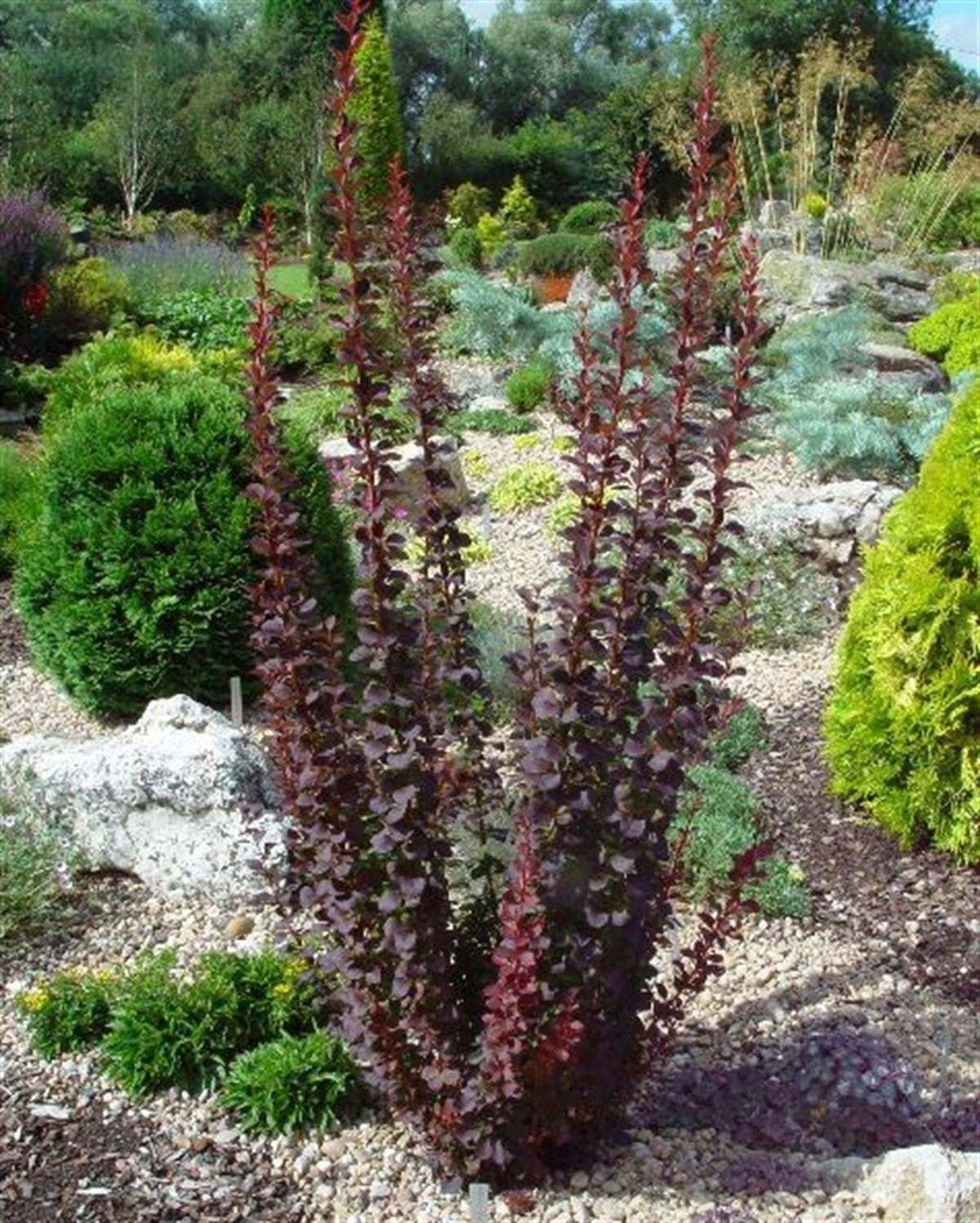 Berberis thunbergii Red Rocket Kadın Tuzluğu fidan