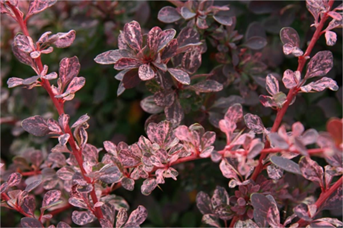 Berberis thunbergii Rose glow Kadın tuzluğu fidanı