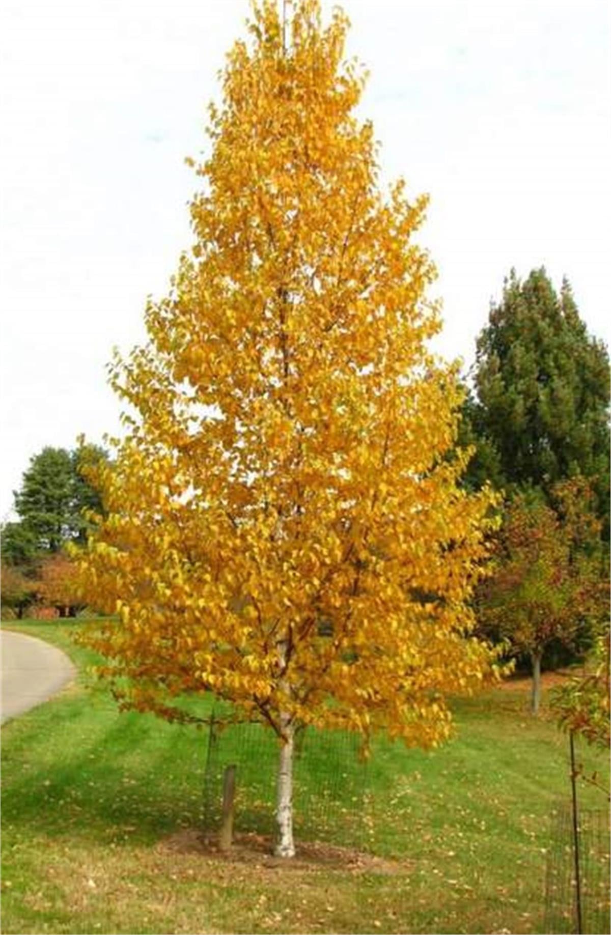 Betula papyrifera Kağıt Huş fidanı