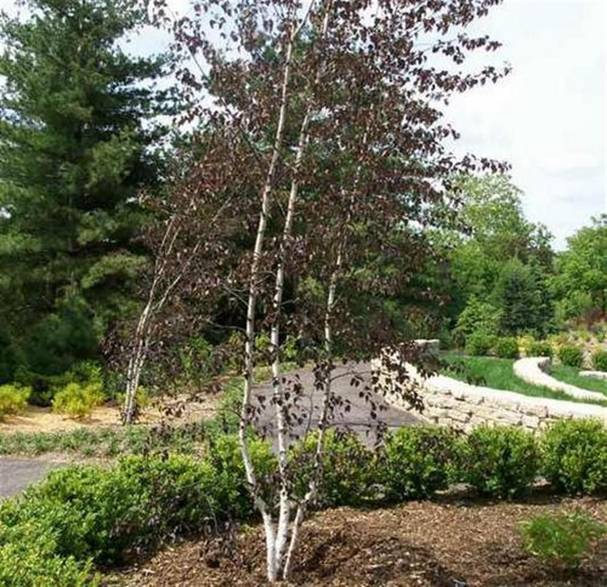 Betula pendula Purpurea Kırmızı yapraklı Huş fidan