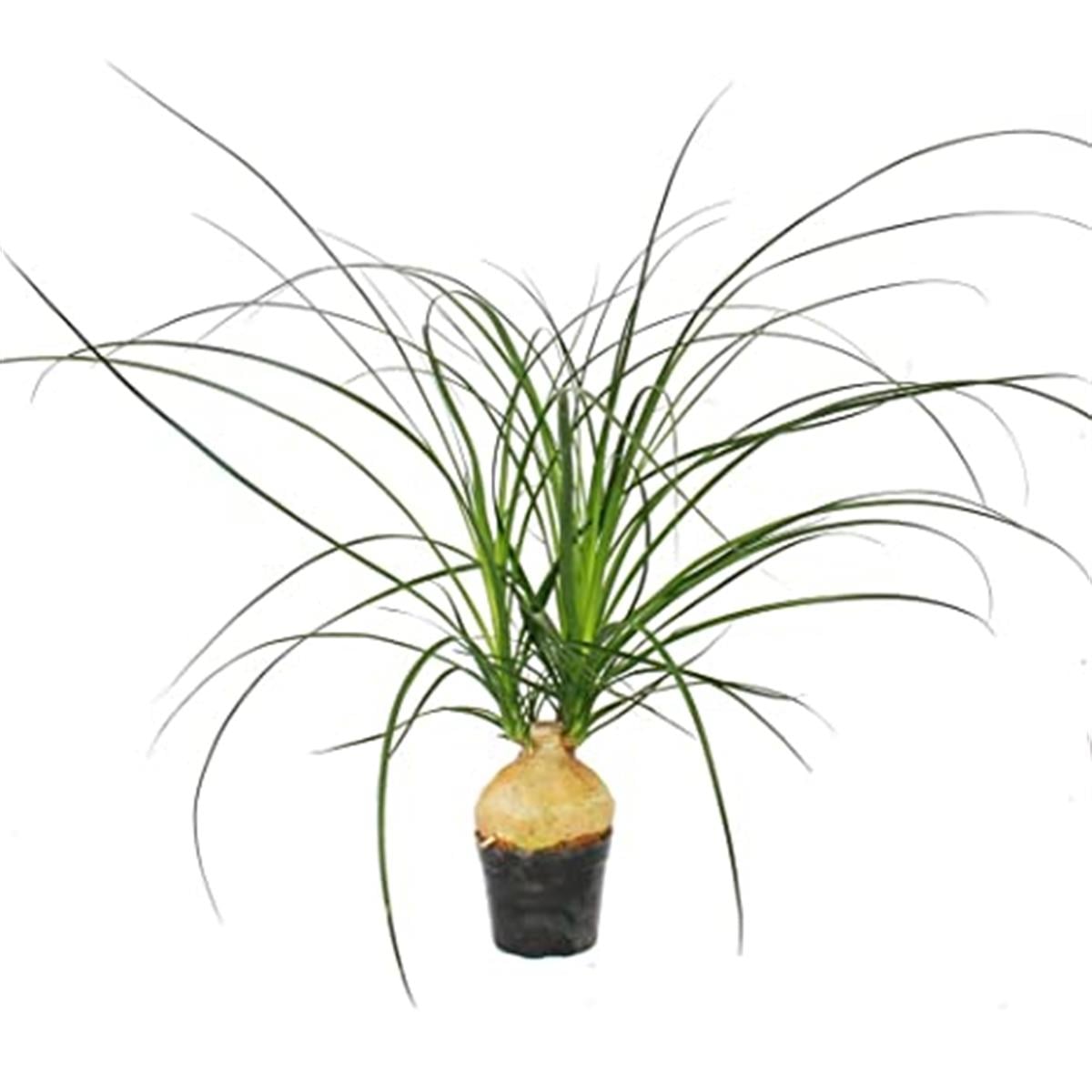 Beucarnea recurvata Nolina Fil Ayağı fidanı