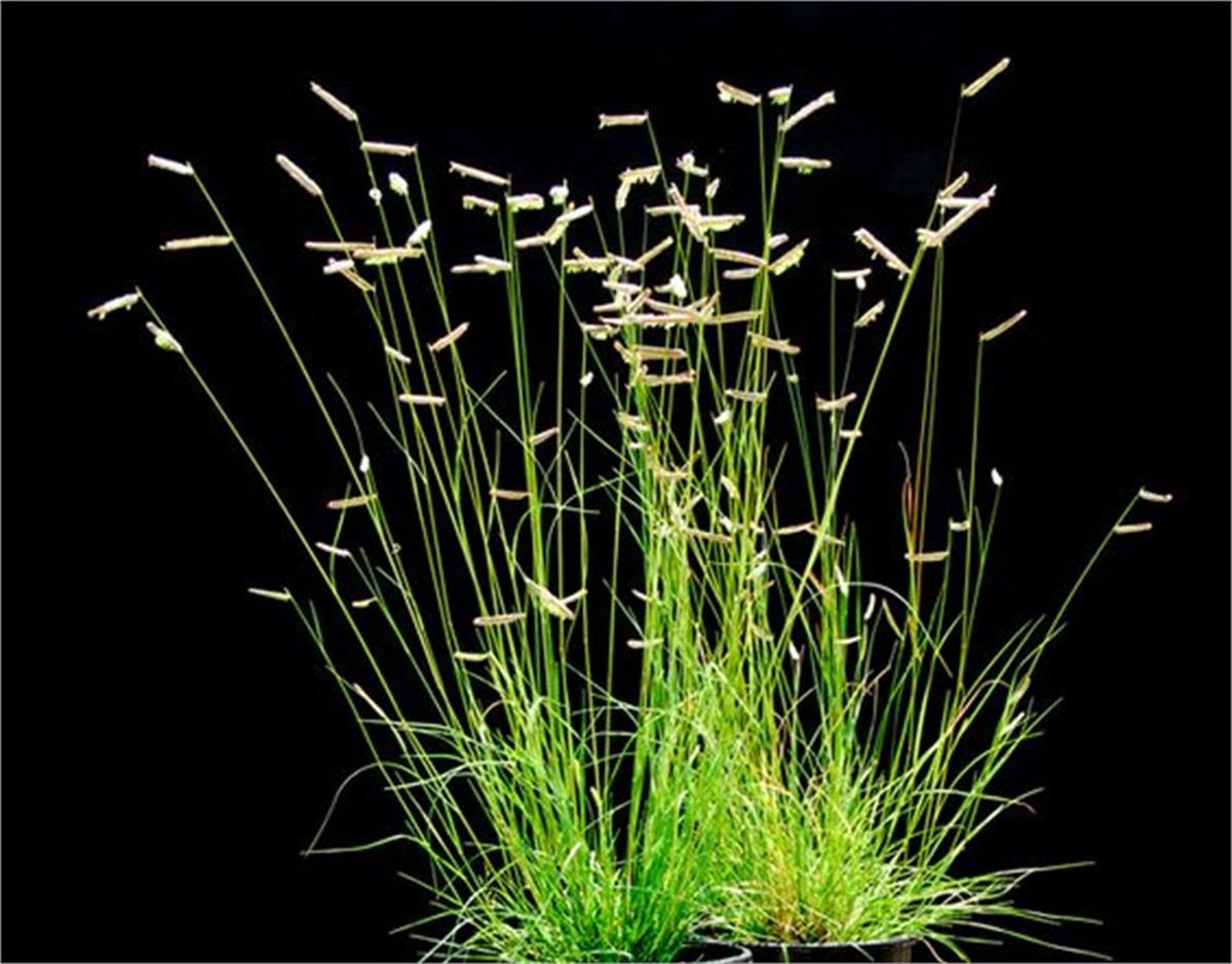 Bouteloua gracilis Misket Çimi fidesi