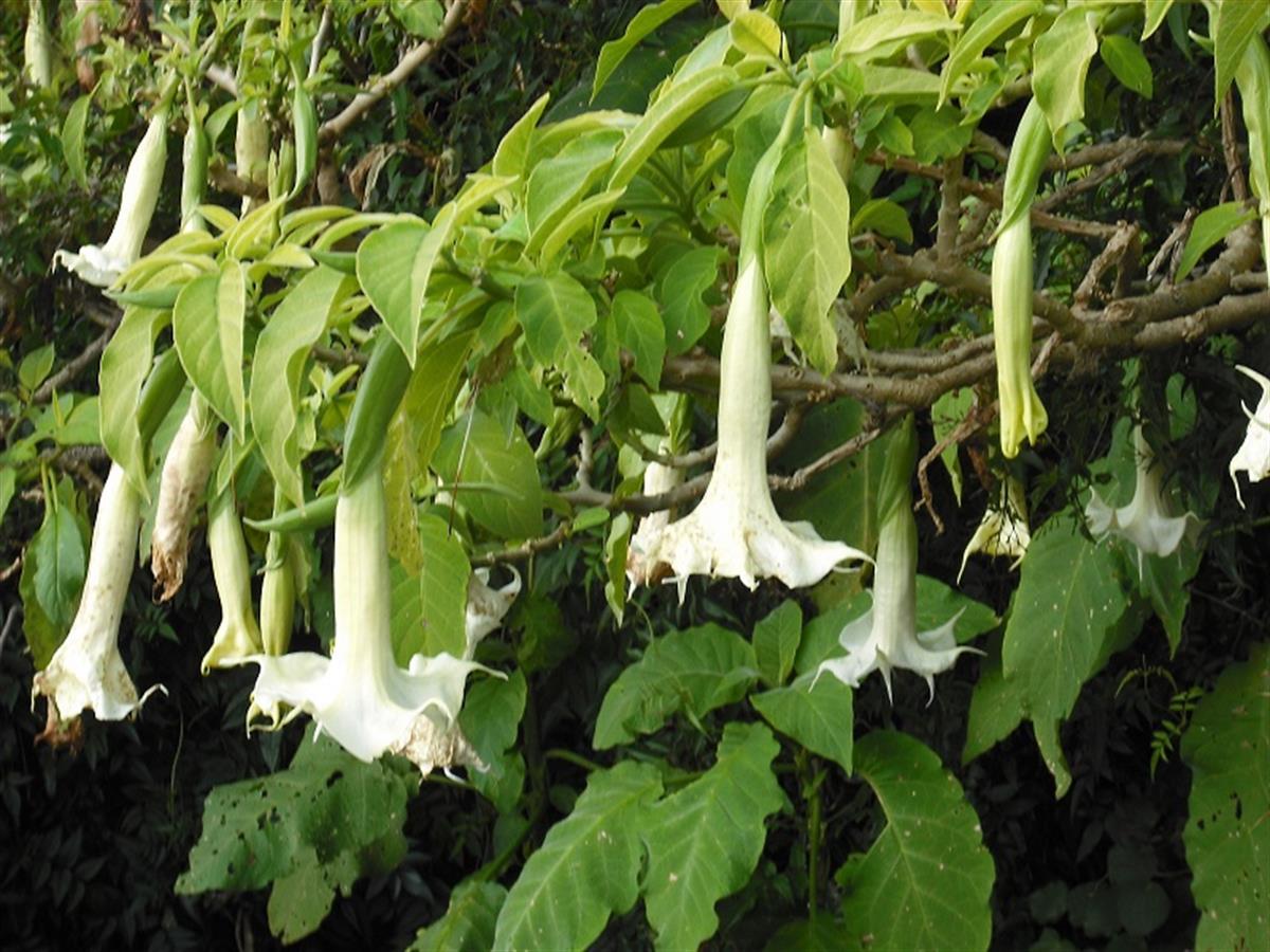 Brugmansia candida Katmerli Beyaz Datura Melek borusu borazanı fidanı