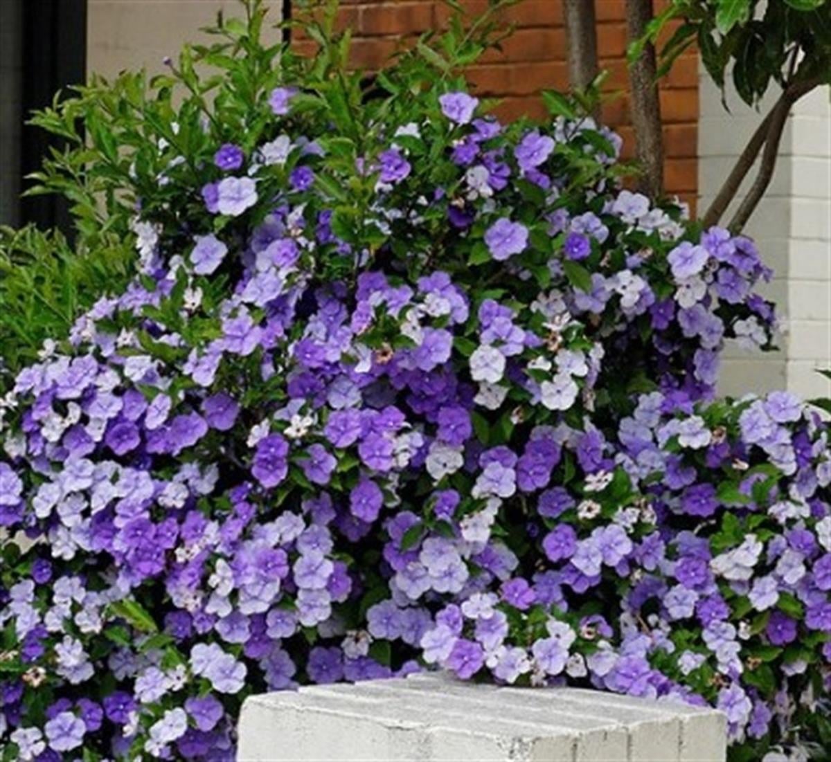 Brunfelsia pauciflora Dün Bugün yarın Çiçeği fidan