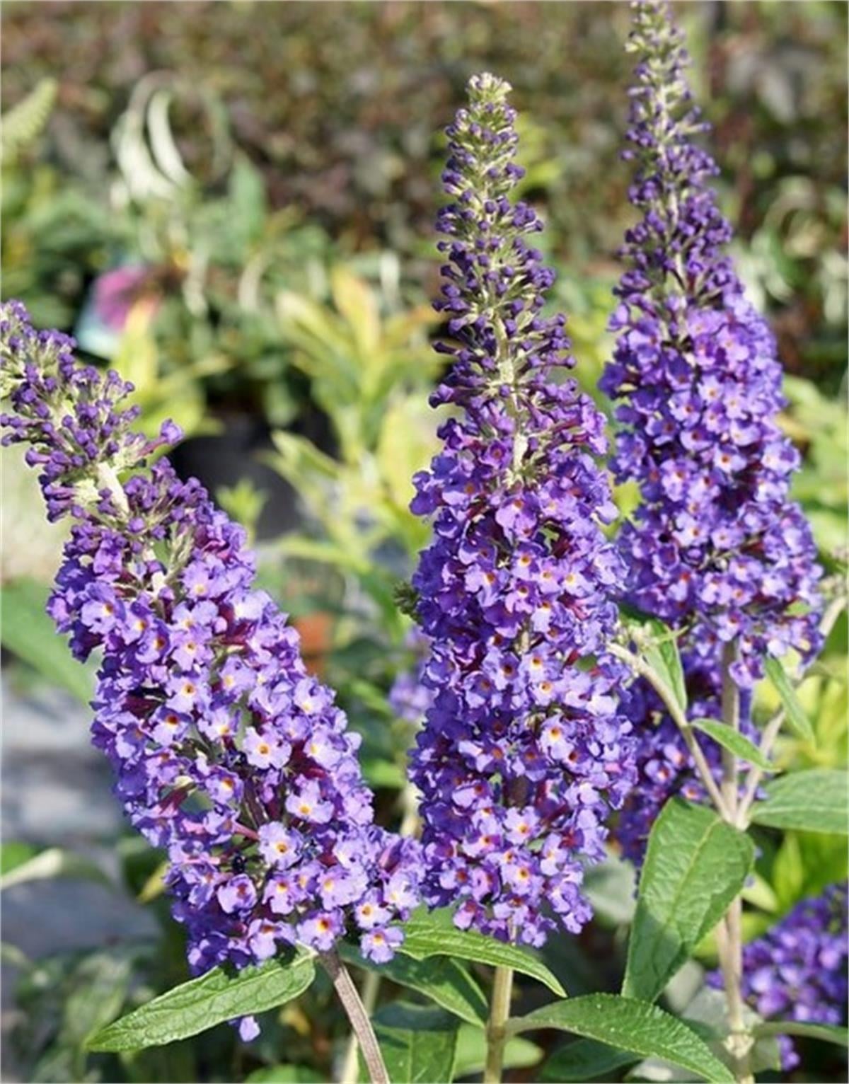 Buddleja davidii Empire blue Kelebek Çalısı fidanı