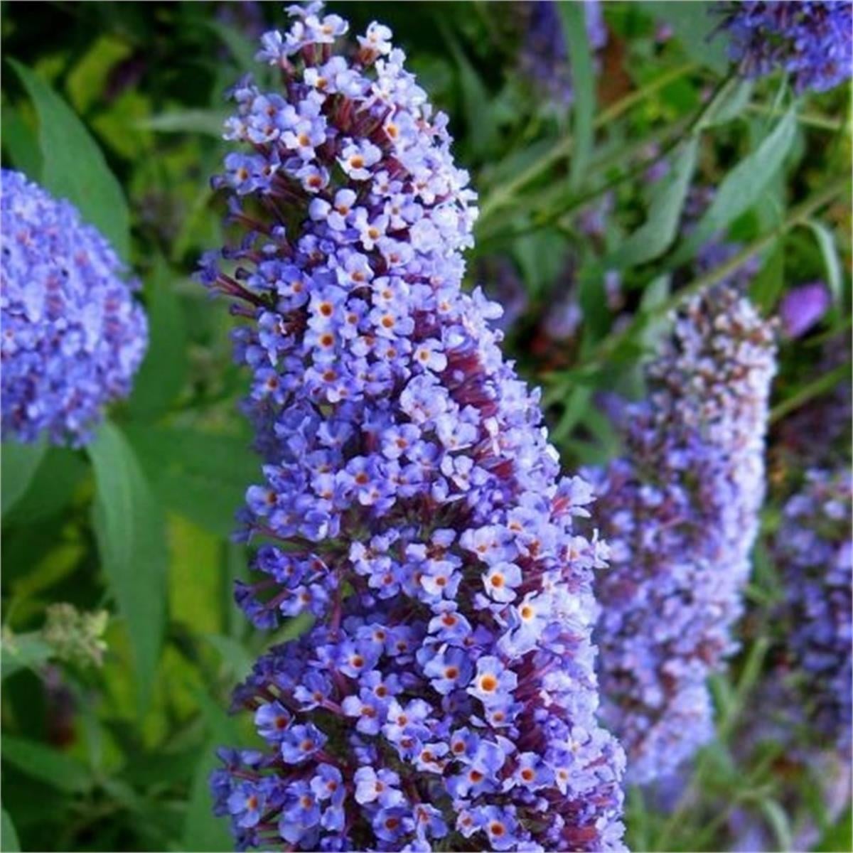 Buddleja davidii Nanho blue Kelebek Çalısı fidanı