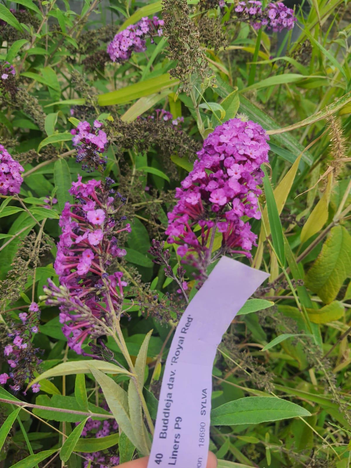 Buddleja davidii Royal red Kelebek Çalısı fidanı