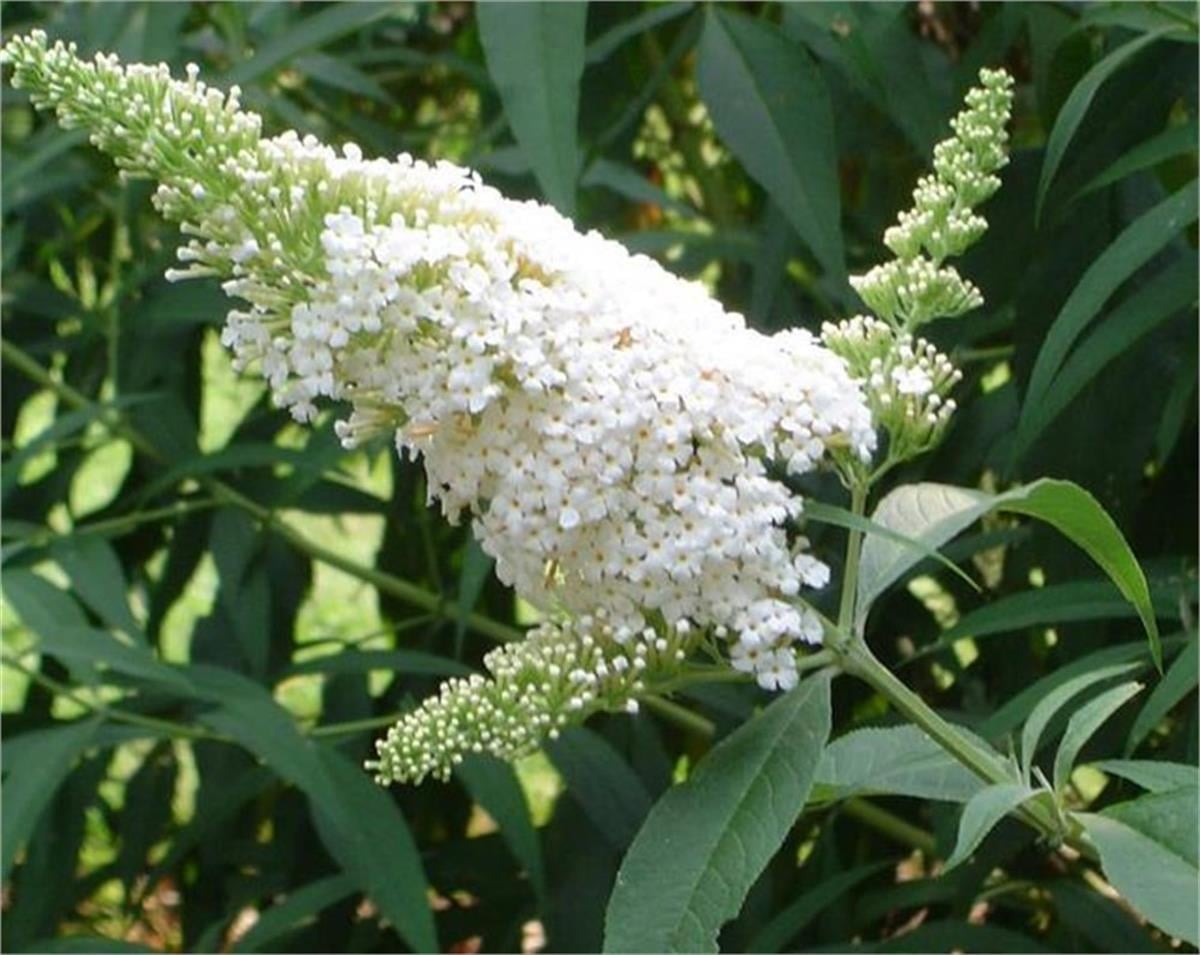 Buddleja davidii White profusion Kelebek Çalısı fidanı