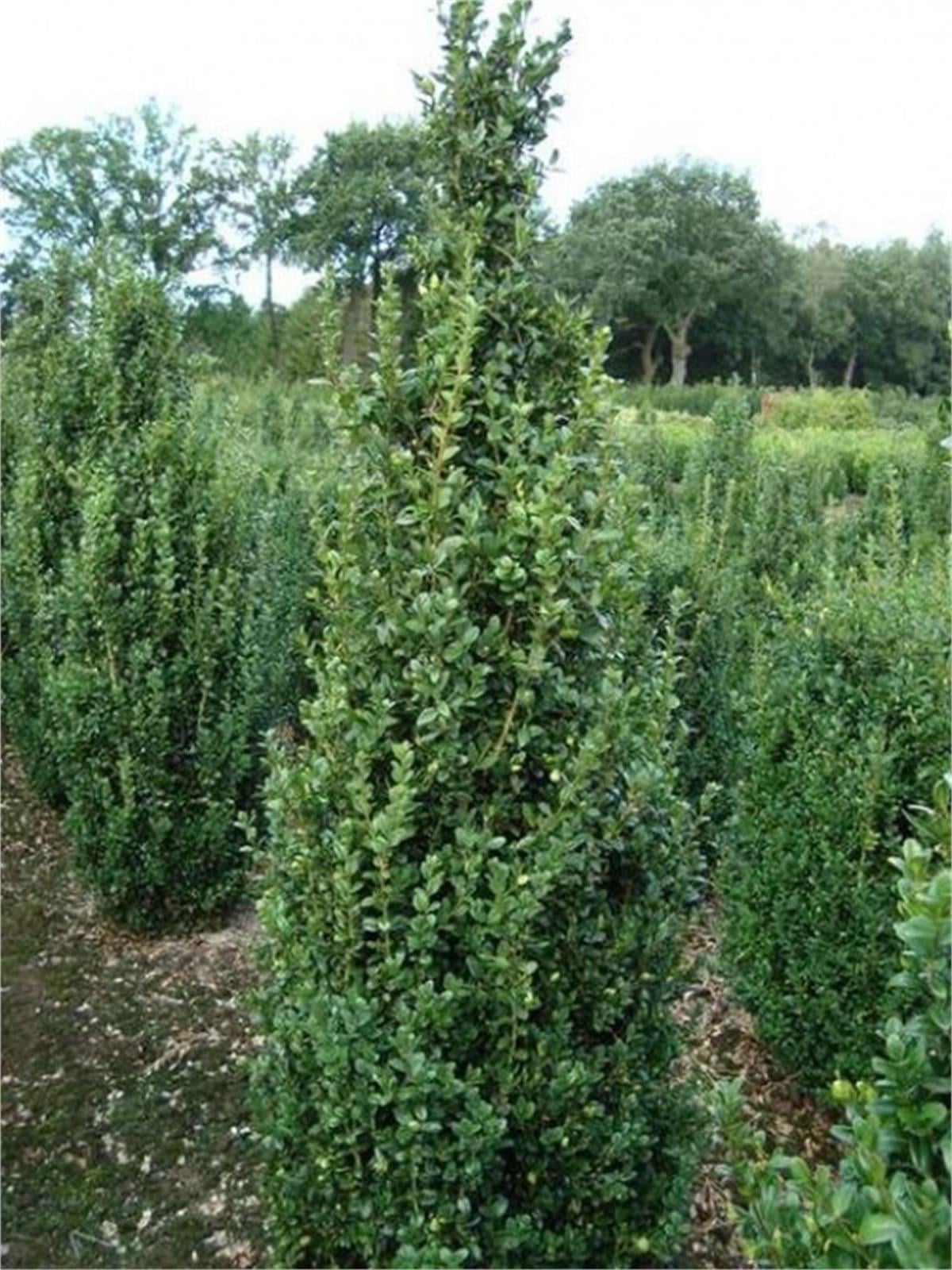 Buxus sempervirens Pyramidalis Şimşir fidanı