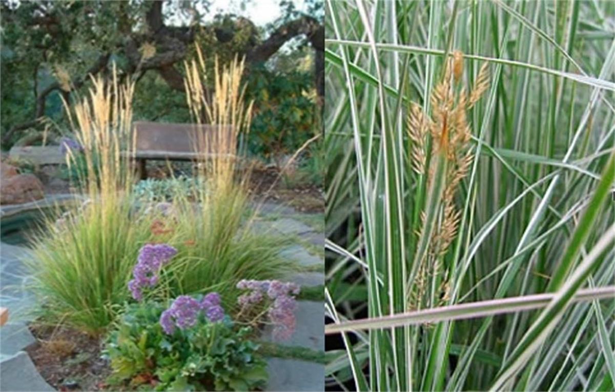 Calamagrostis acutiflora Overdam Kandıra Otu fidesi