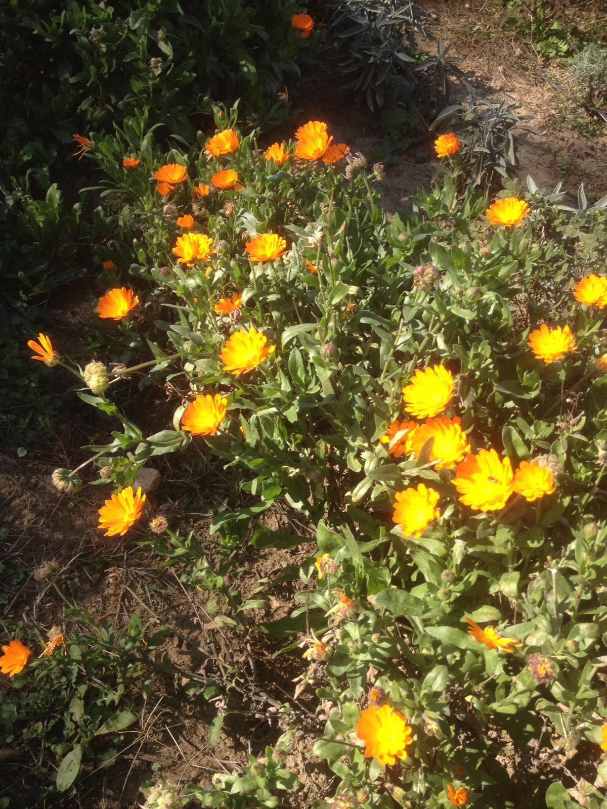 Calendula officinalis Aynısefa Bitkisi