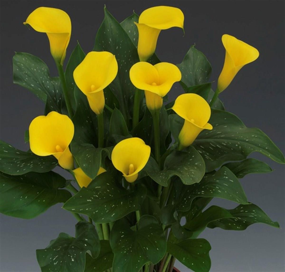 Calla, Zantedeschia Kala cala gala çiçeği patatesi, yumrusu Universe