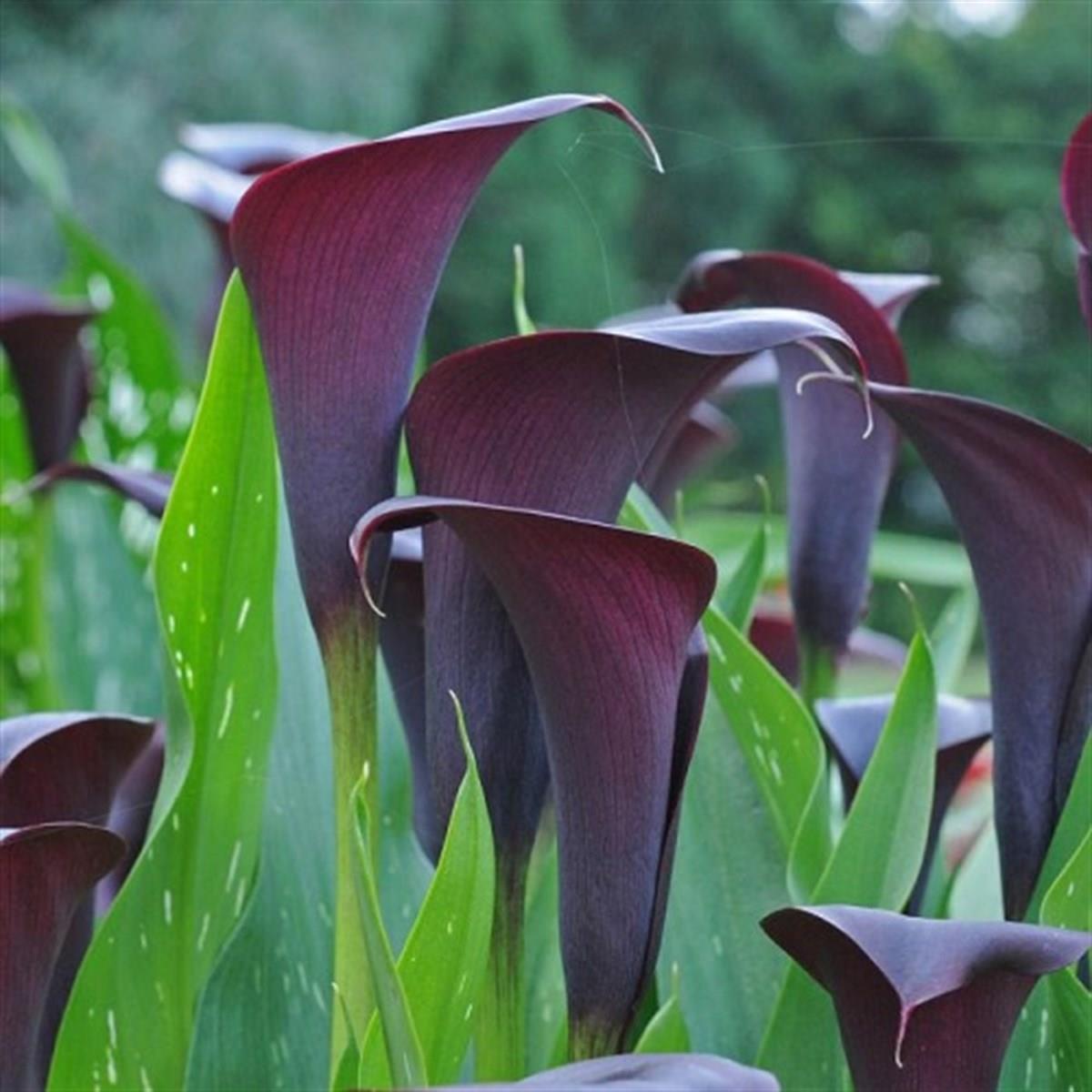 Calla, Zantedeschia Kala cala gala çiçeği patatesi, yumrusu Odessa