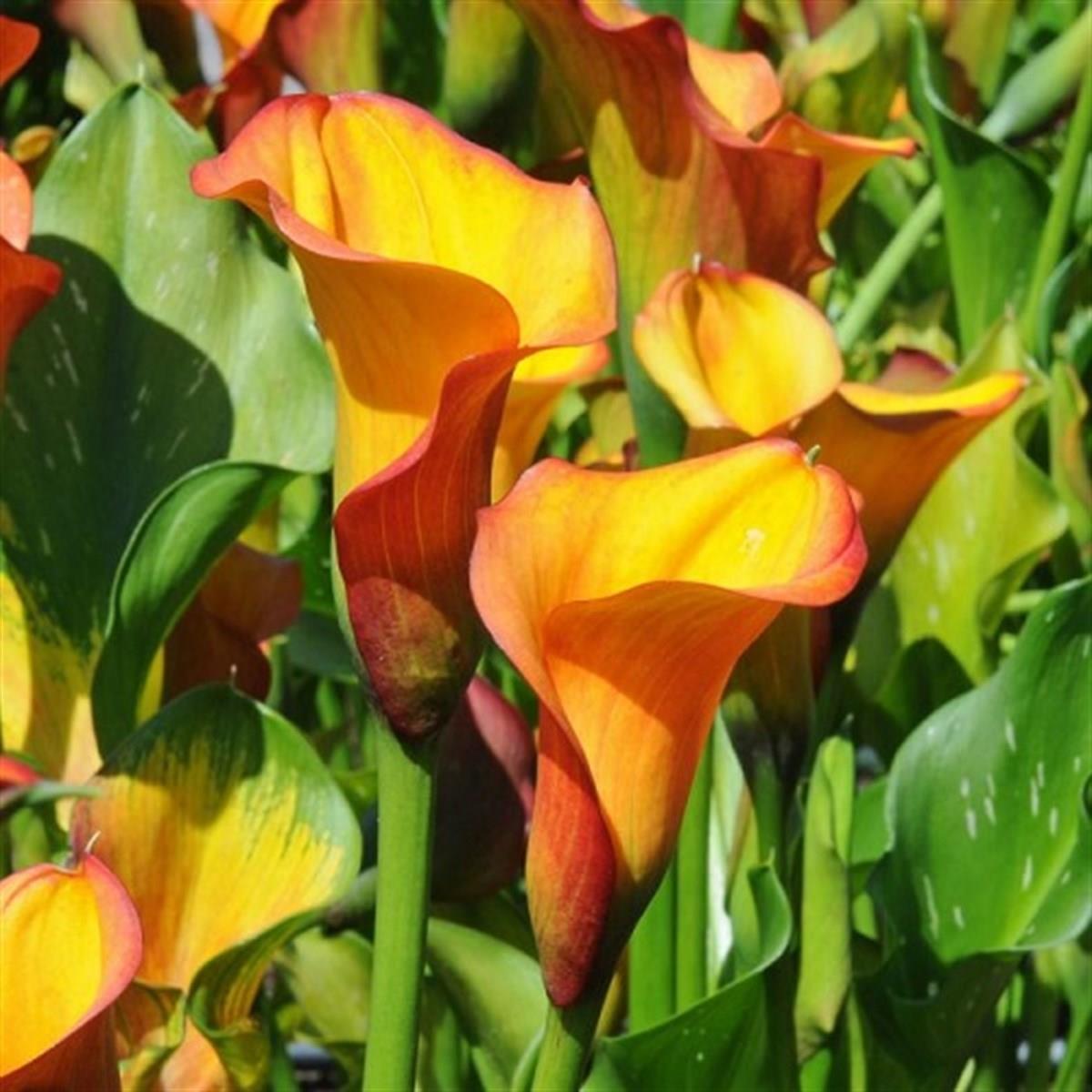 Calla, Zantedeschia Kala cala gala çiçeği patatesi, yumrusu Royal Pumpkin