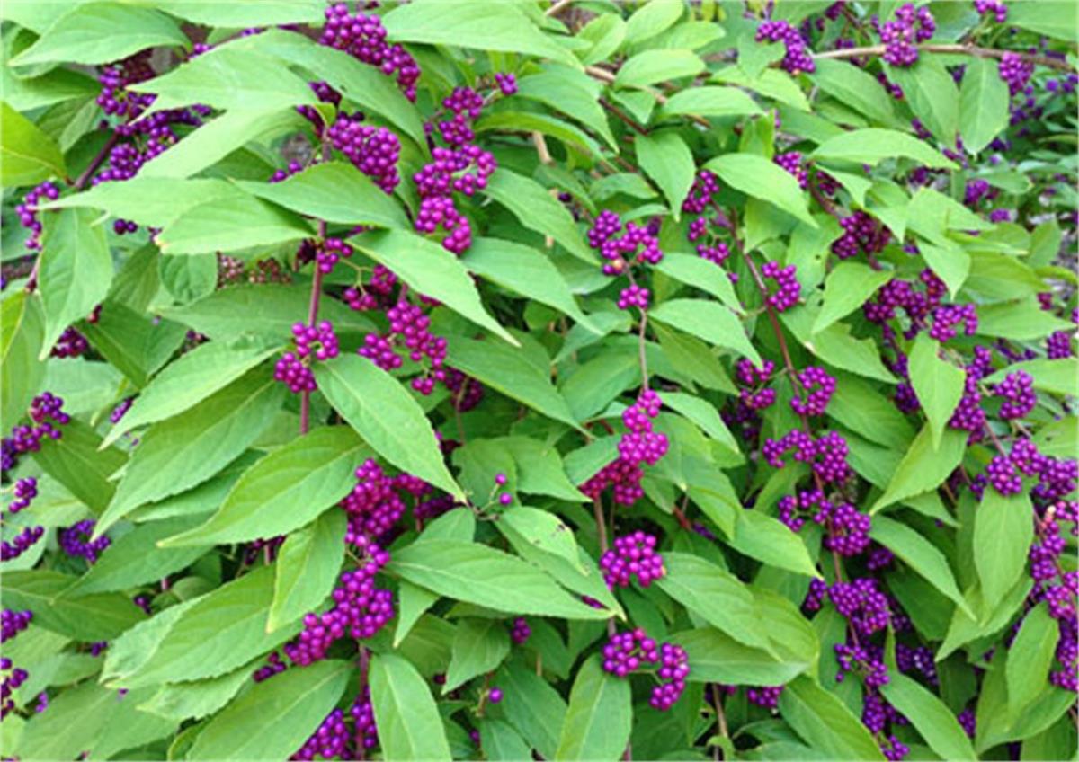 Callicarpa dichotoma Issai Güzellik Üzümü fidanı