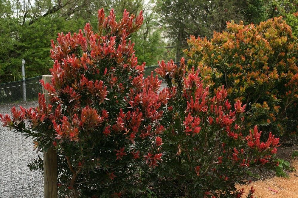 Callistemon viminalis Red Rocket Fırça Çalısı