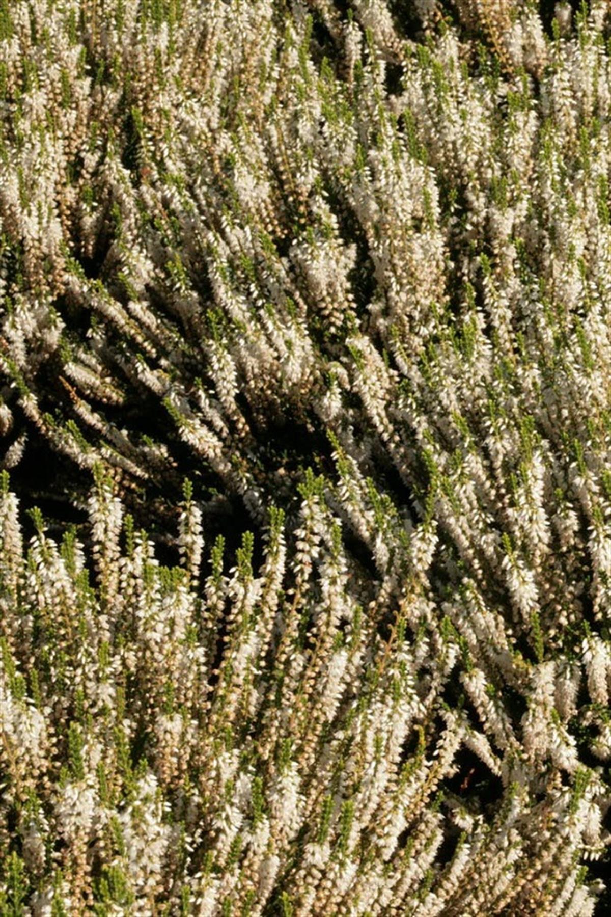 Calluna vulgaris süpürge otu, Stefanie