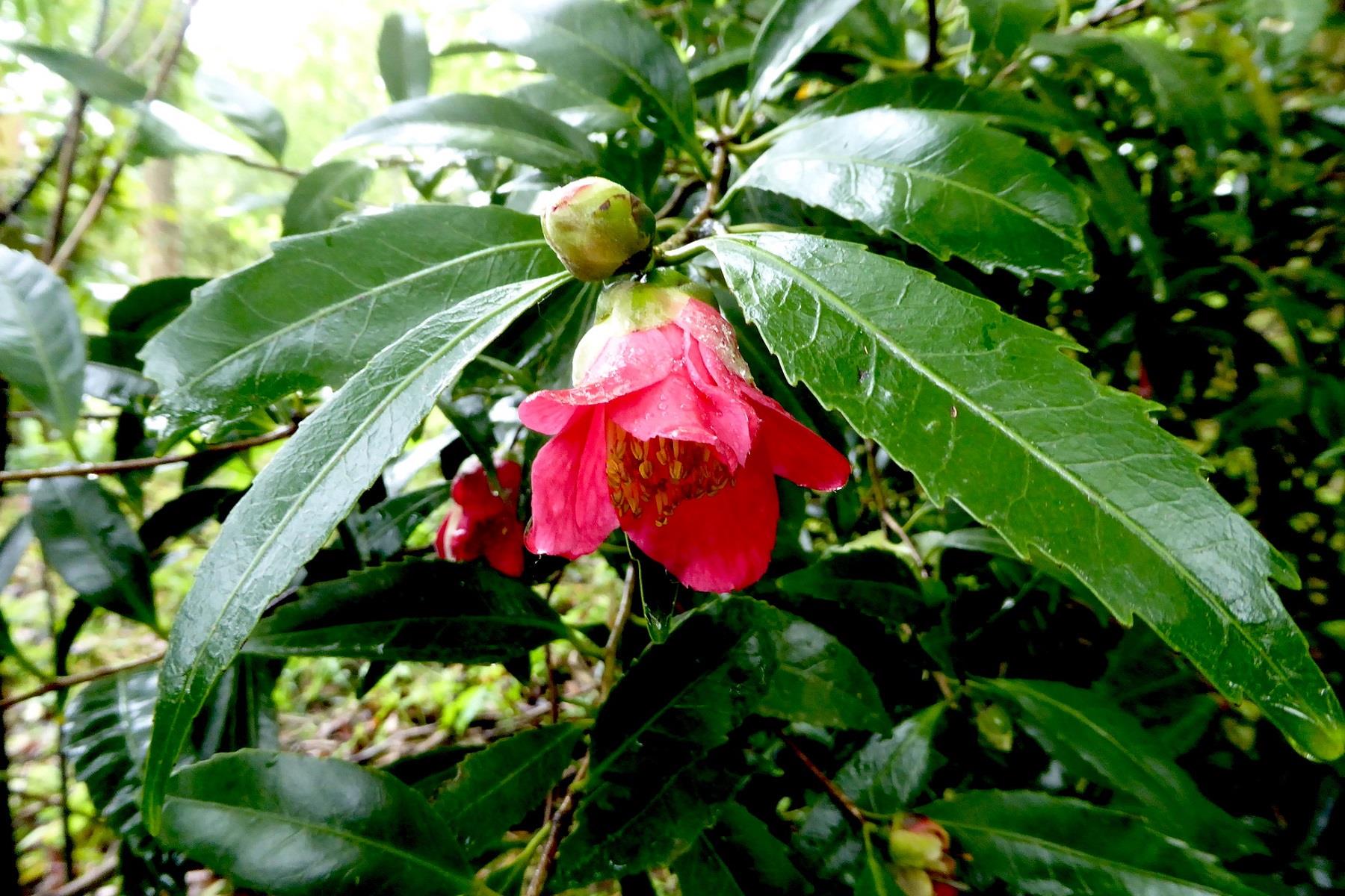 Camelia Japonıca Nokogiri Kamelya fidanı