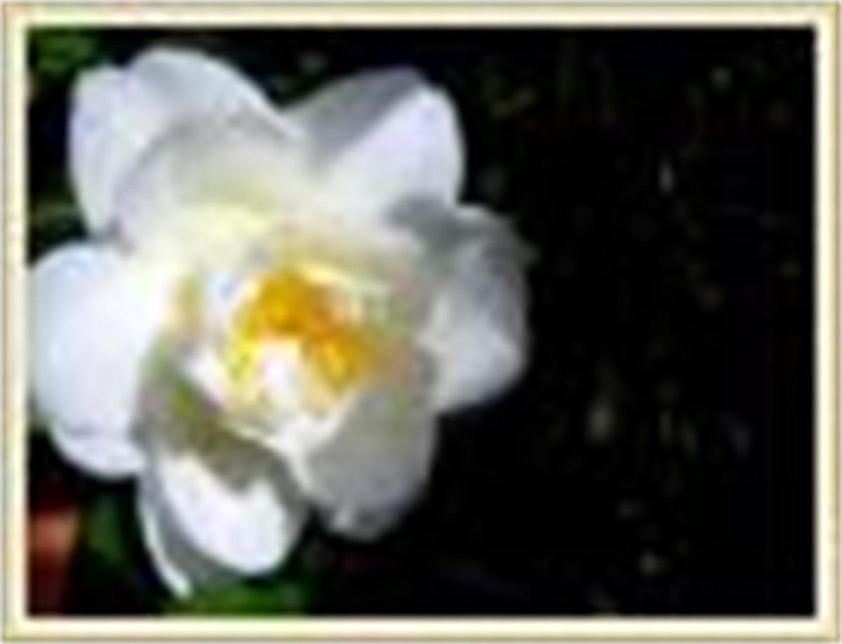 Camelia Le Lys Kamelya fidanı