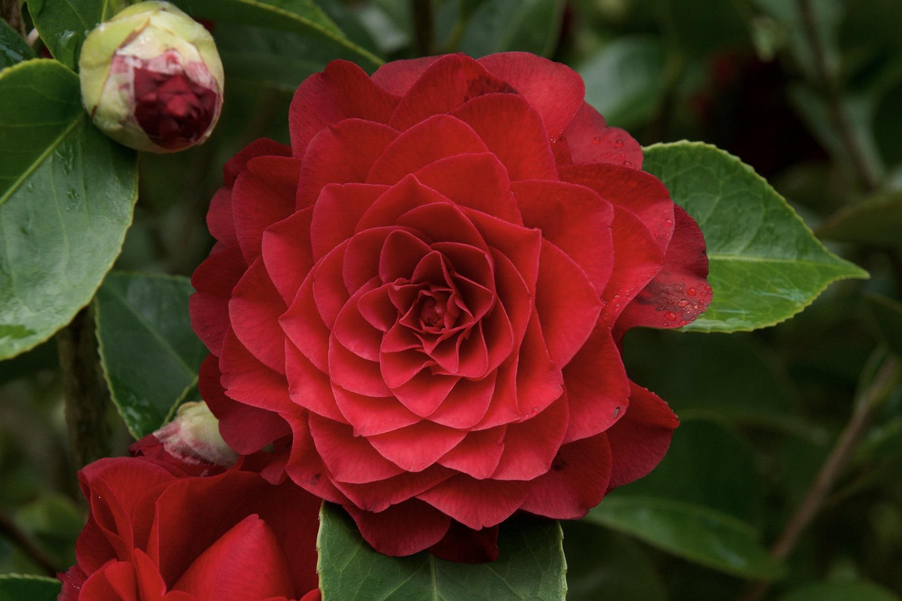 Camelia Roger Hall Kamelya fidanı