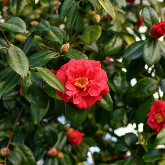 Camellia japonica Dr. King Kamelya Fidanı