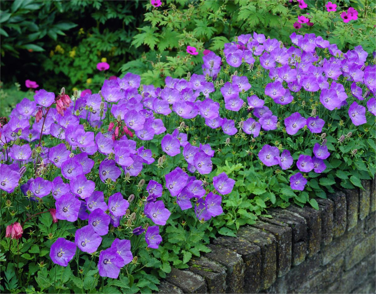 Campanula carpatica Romen çan çiçeği fidanı