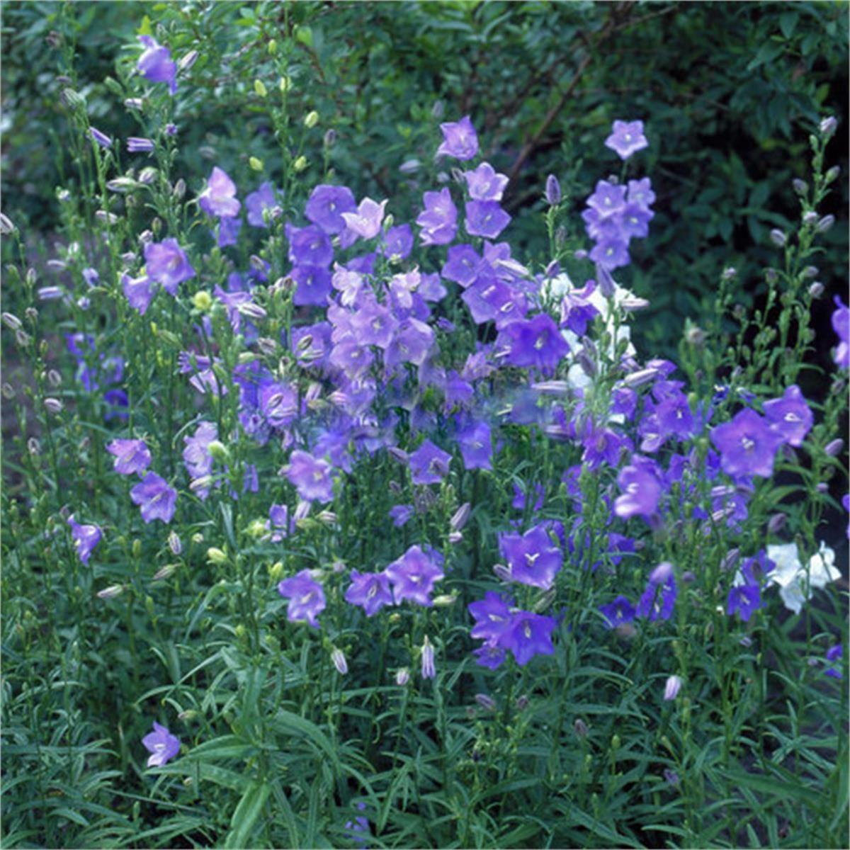 Campanula persicifolia Coerulea çan çiçeği fidesi