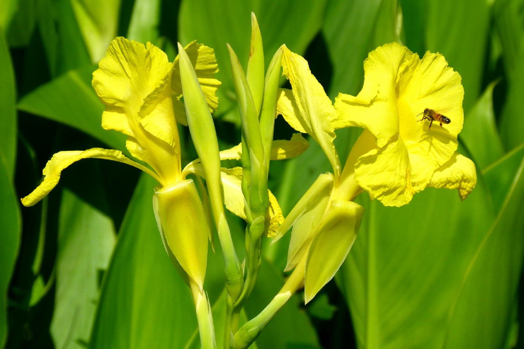Canna Lily Yellow Kanna Kana Tesbih çiçeği fidesi