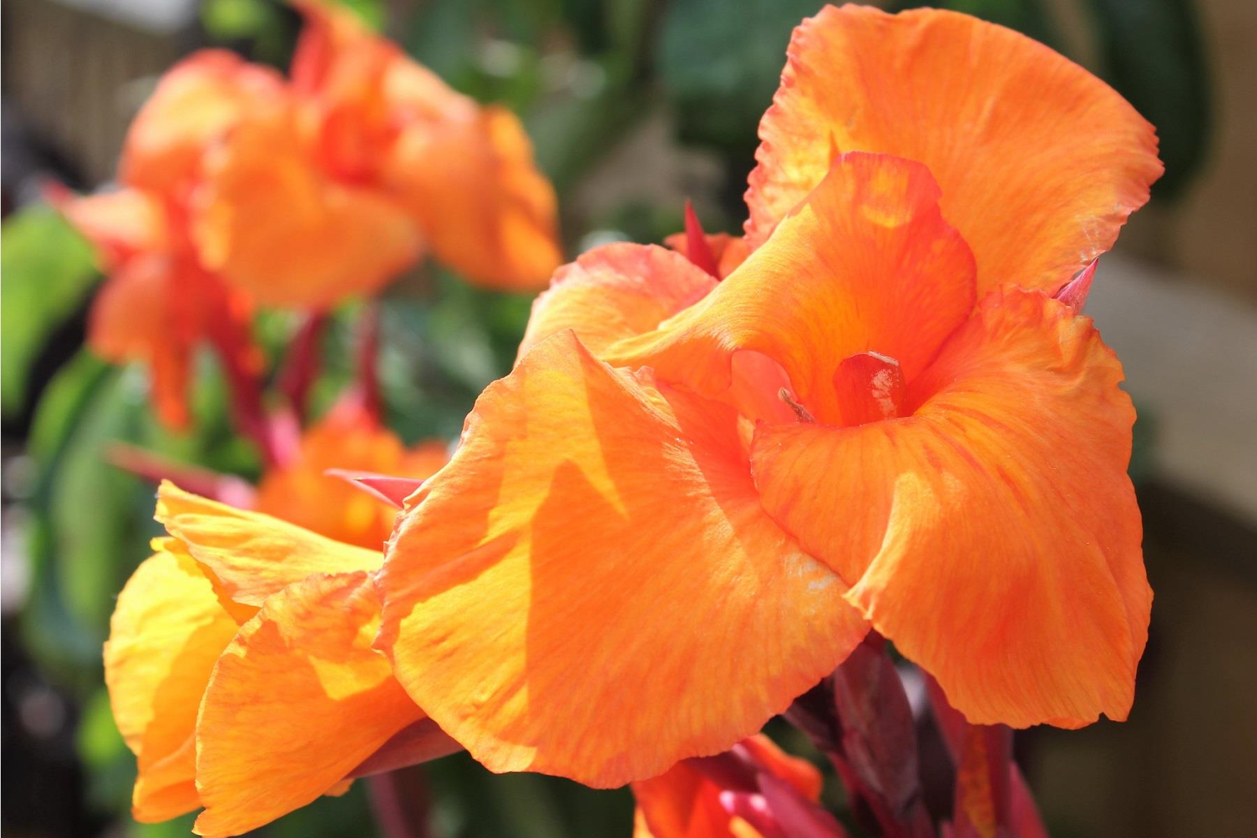 Canna tropicanna Kana Tesbih Çiçeği Yumrusu