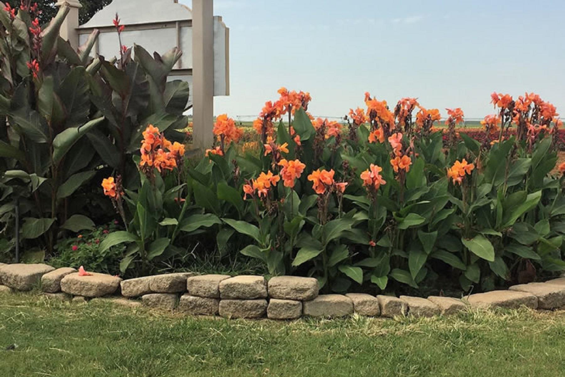 Canna x indica Dwarf Tangelo Kanna  Kana Tesbih çiçeği fidesi