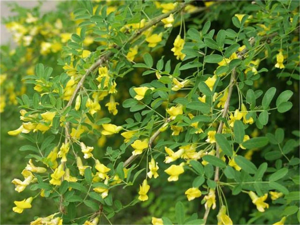 Caragana arborescens Bezelye çalısı fidanı