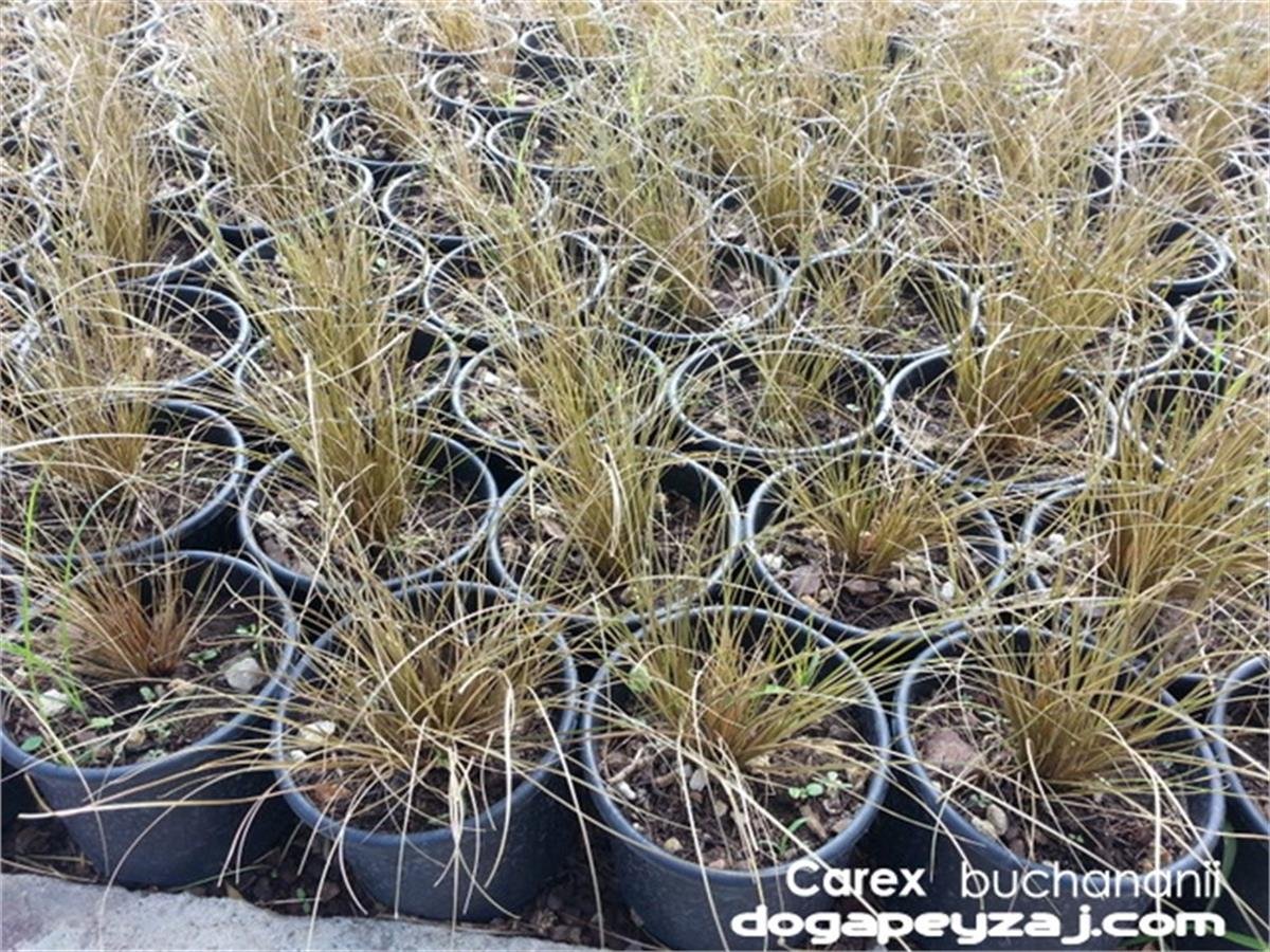 Carex buchananii kahverengi carex fidesi