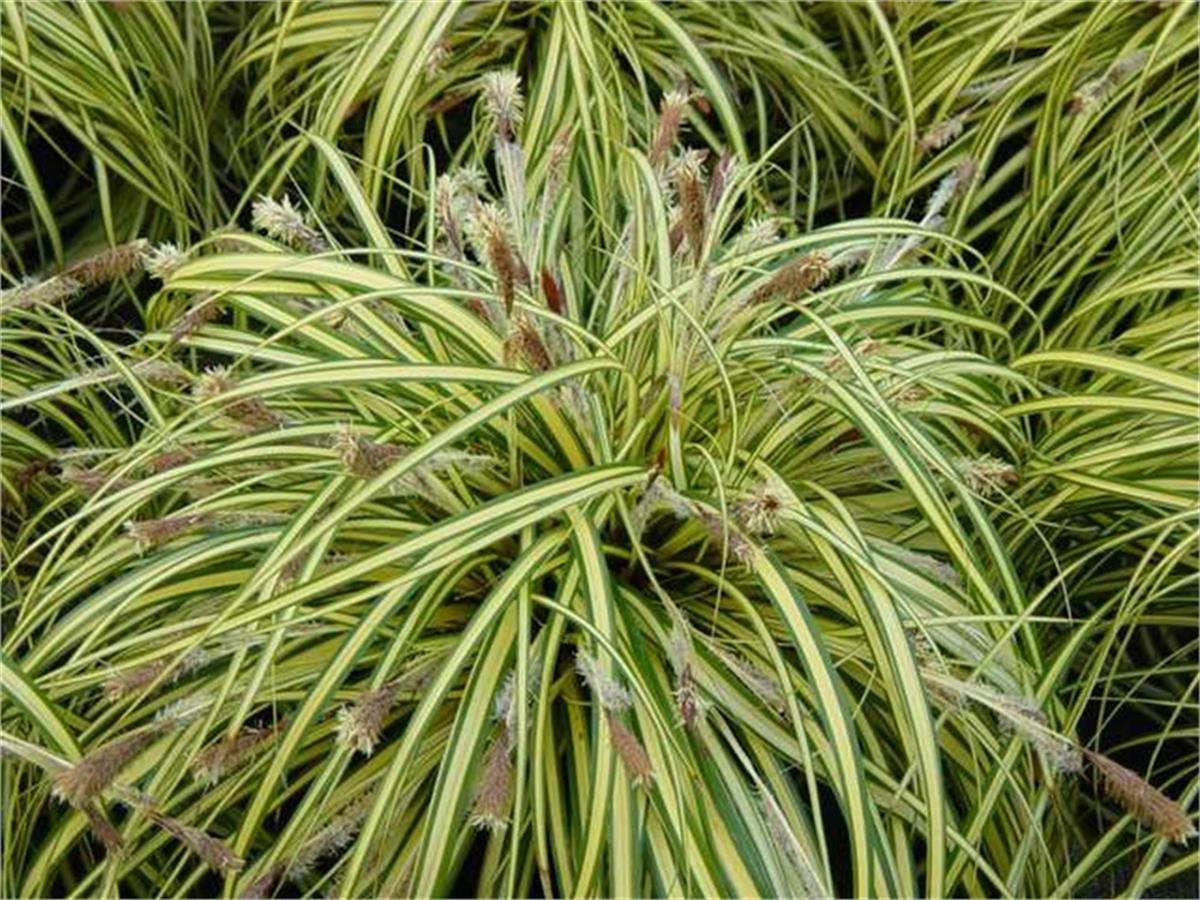 Carex oshimensis Evergold kareks fidesi