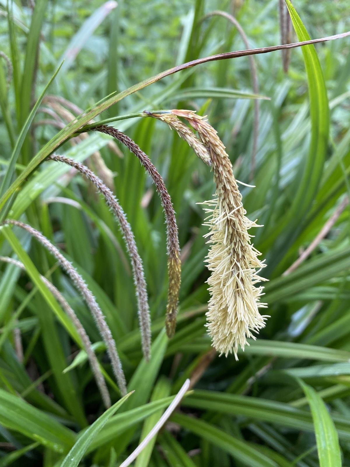 Carex pendula Saz çimi