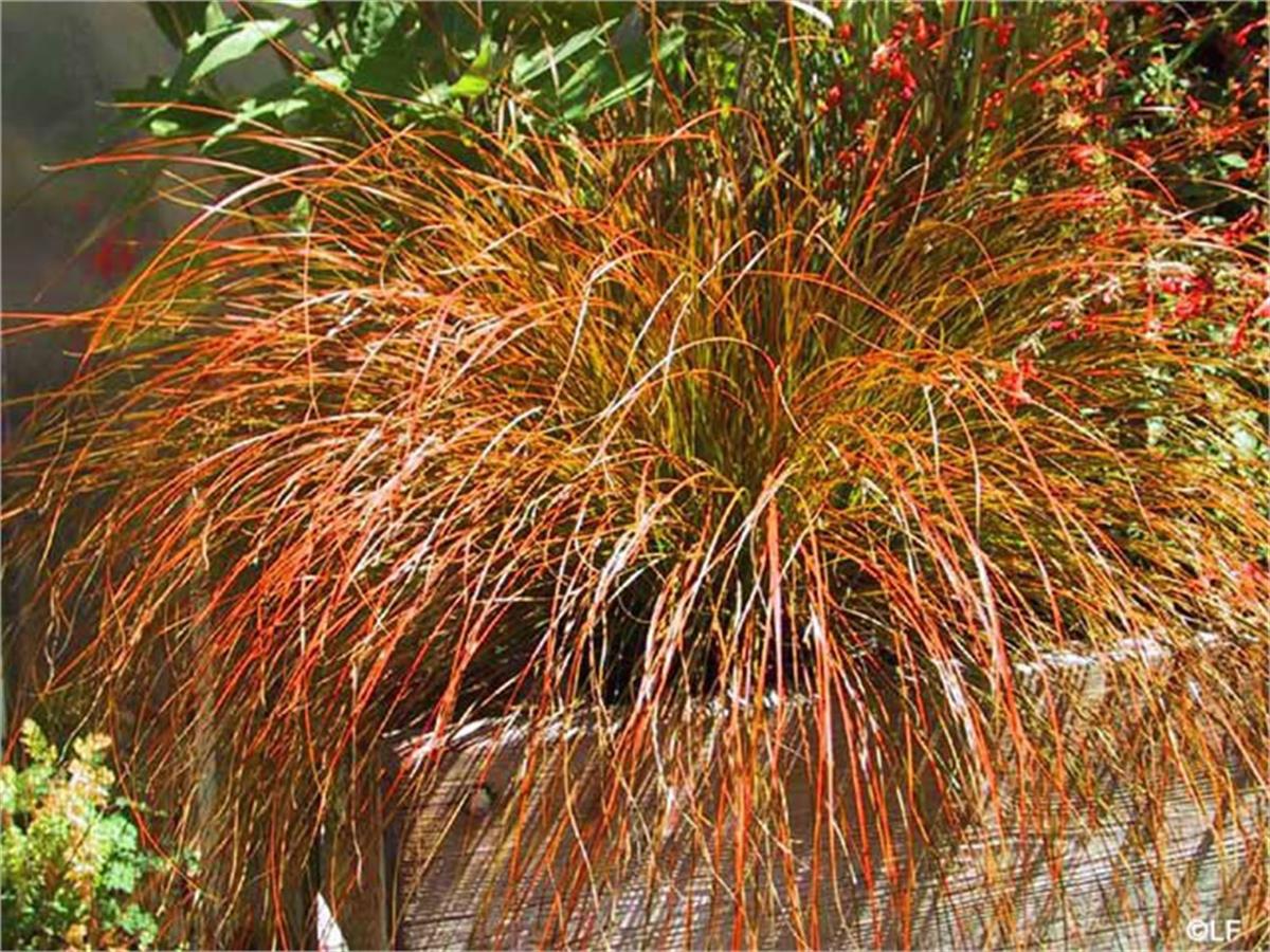 Carex tastaceae kareks fidesi
