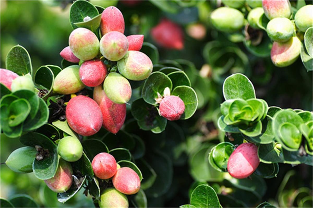 Carissa macrocarpa Natal Eriği fidanı