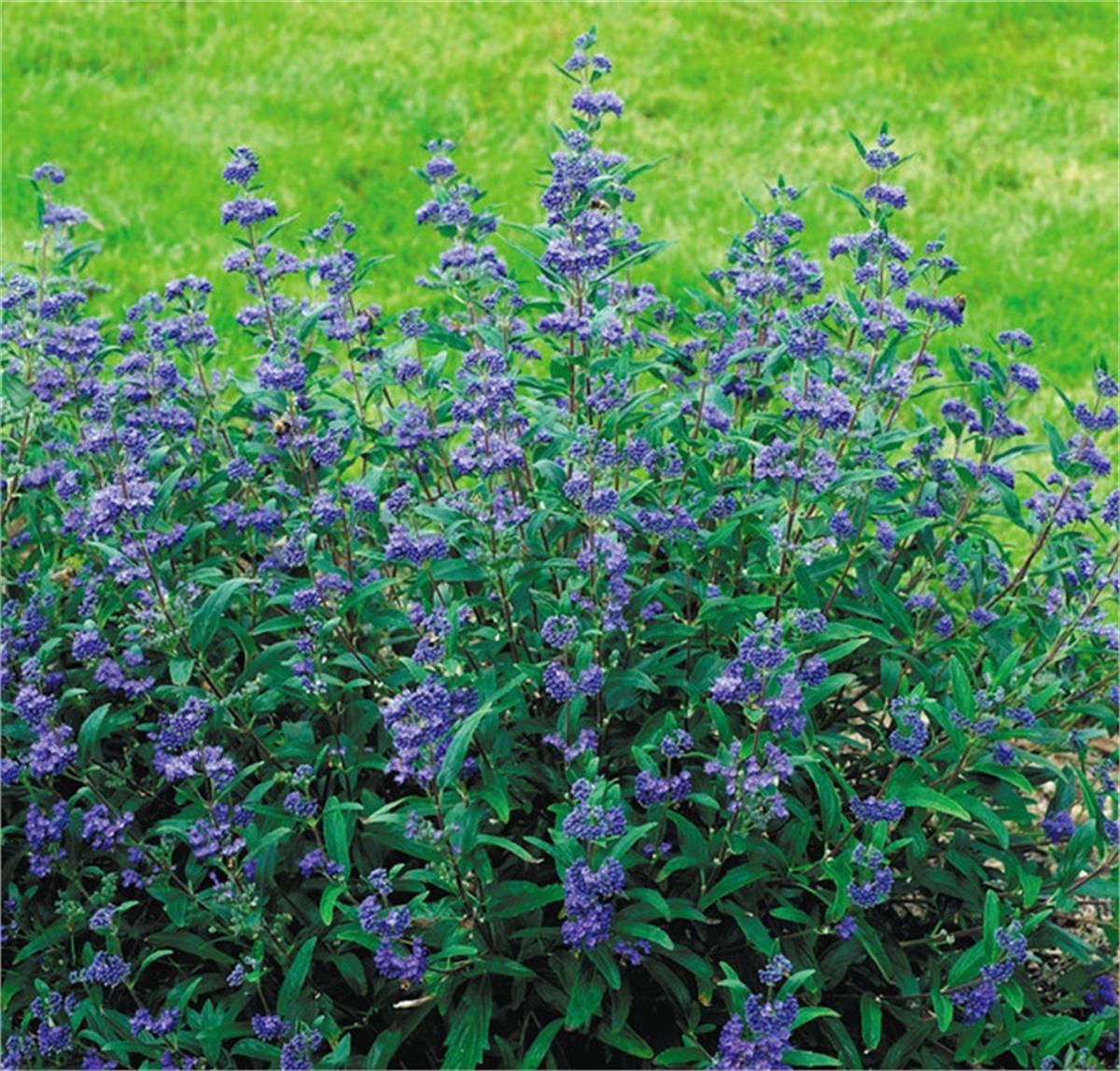 Caryopteris clandonensis Blue fountain mavi sakal çiçeği fidanı