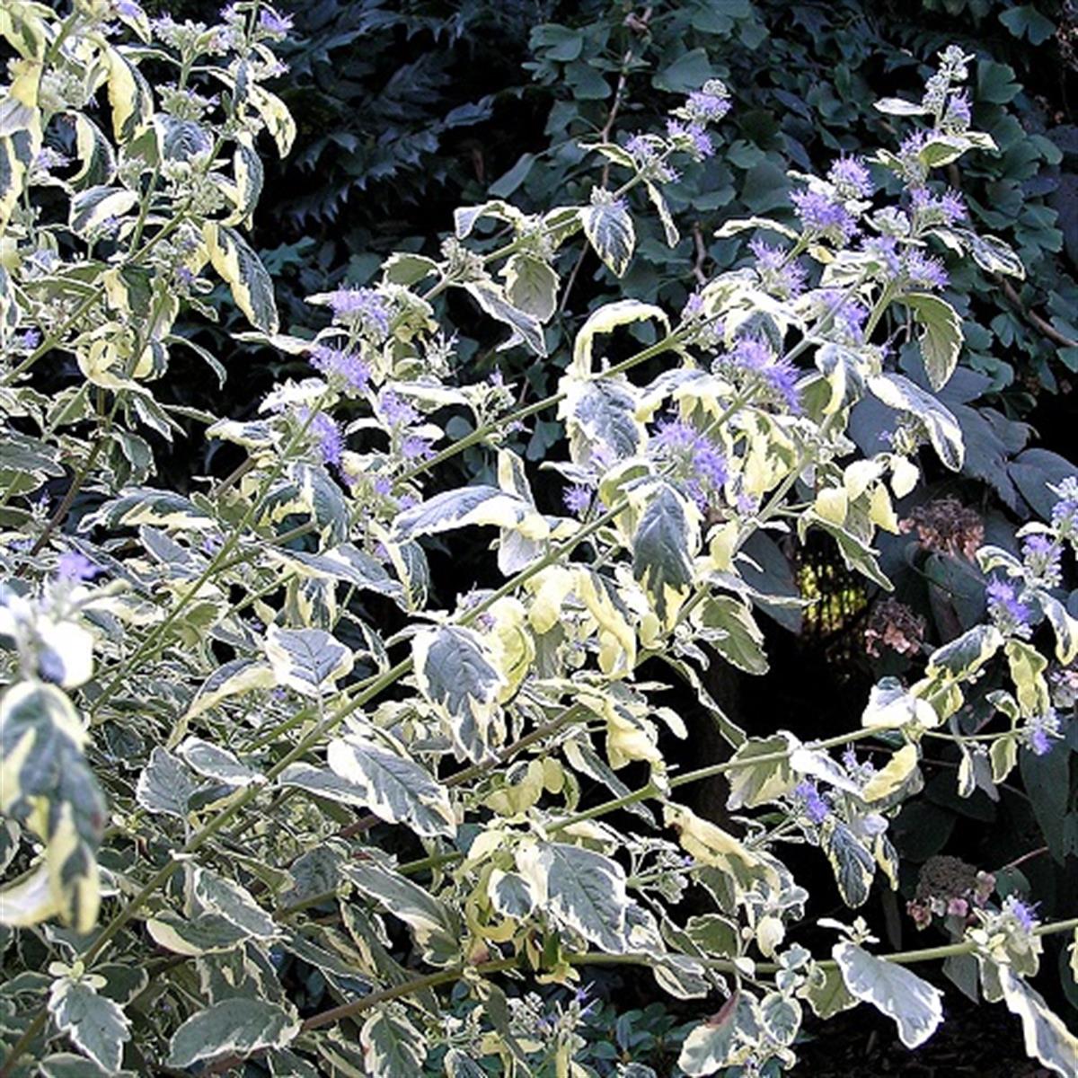 Caryopteris clandonensis White surprise mavi sakal çiçeği fidanı