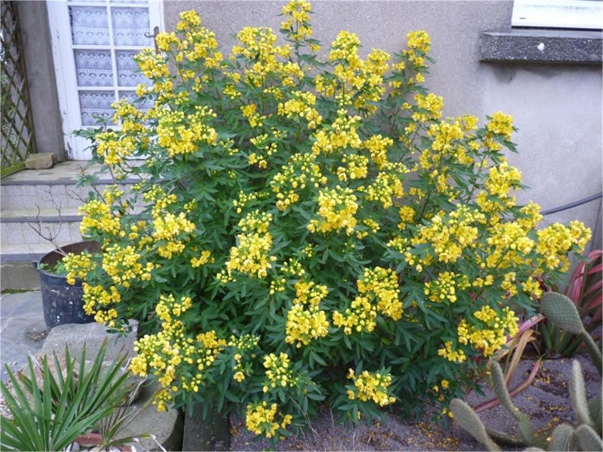 Cassia floribunda Sinameki fidanı