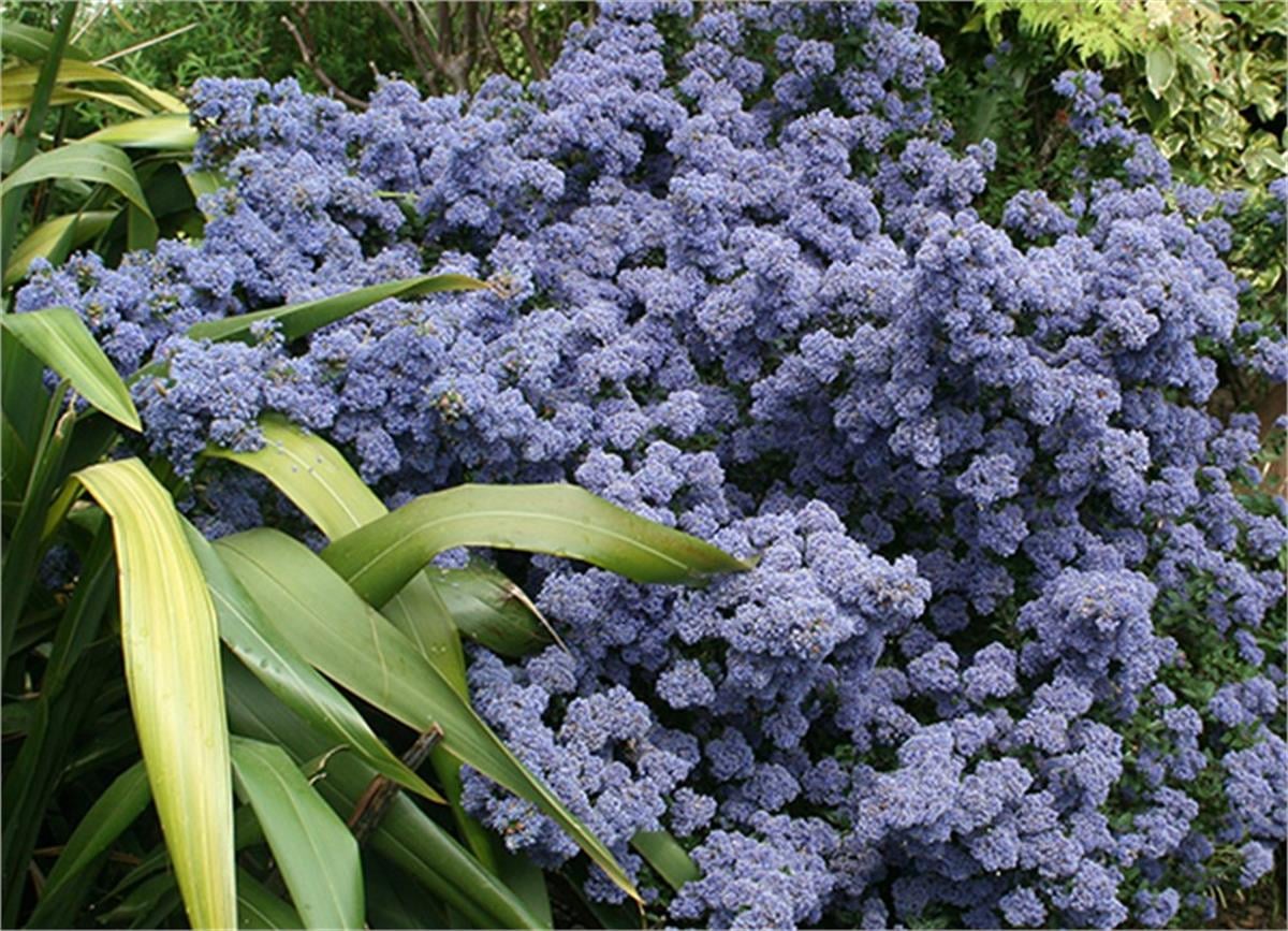 Ceanothus impressus Puget blue mavi kese çiçeği fidanı