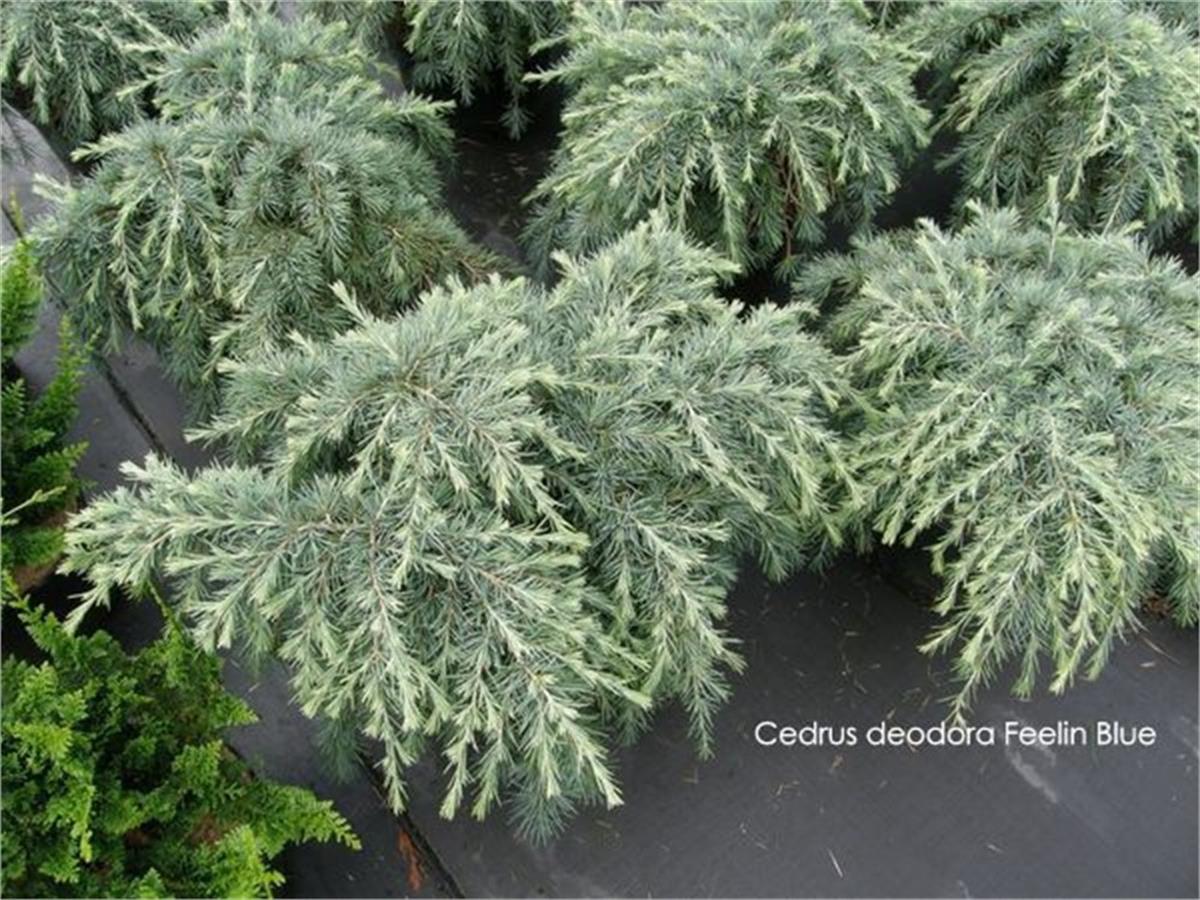 Cedrus deodora Feelin Blue Sarkık Mavi Himalaya Sediri