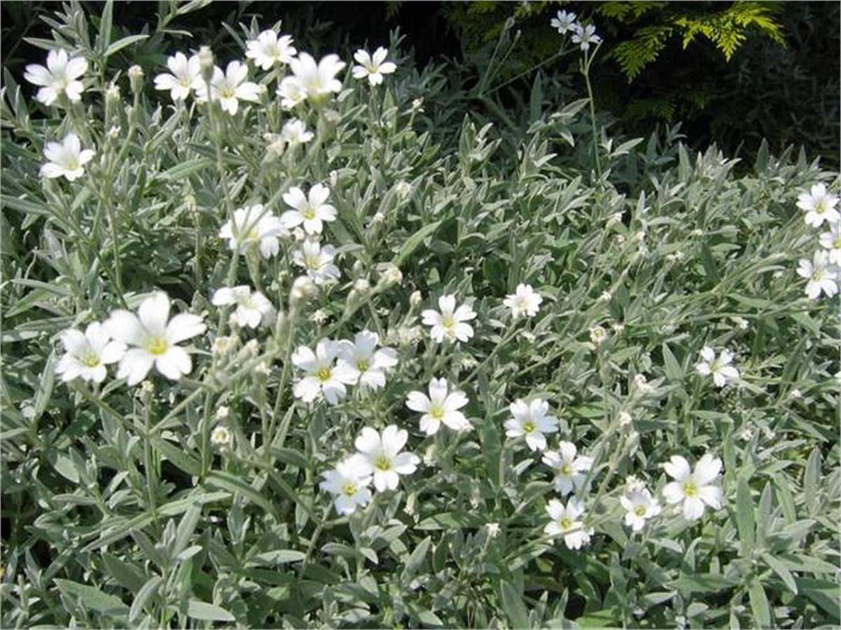 Cerastium tomentosum Yazkarı Fare kulağı fidesi