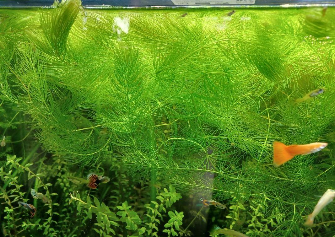 Ceratophyllum demersum tilki kuyruğu