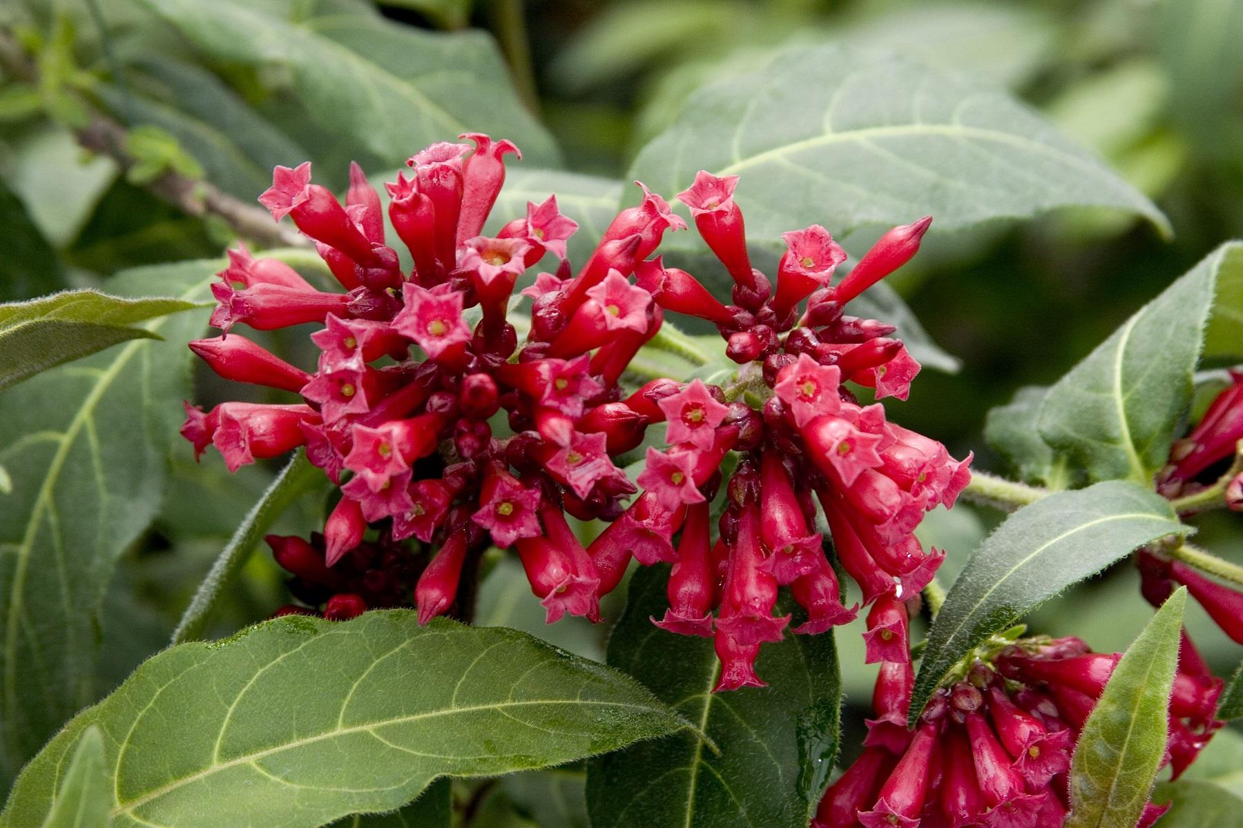 Cestrum newellii Scarlet Cluster Kırmızı Çiçekli Gece Yasemini