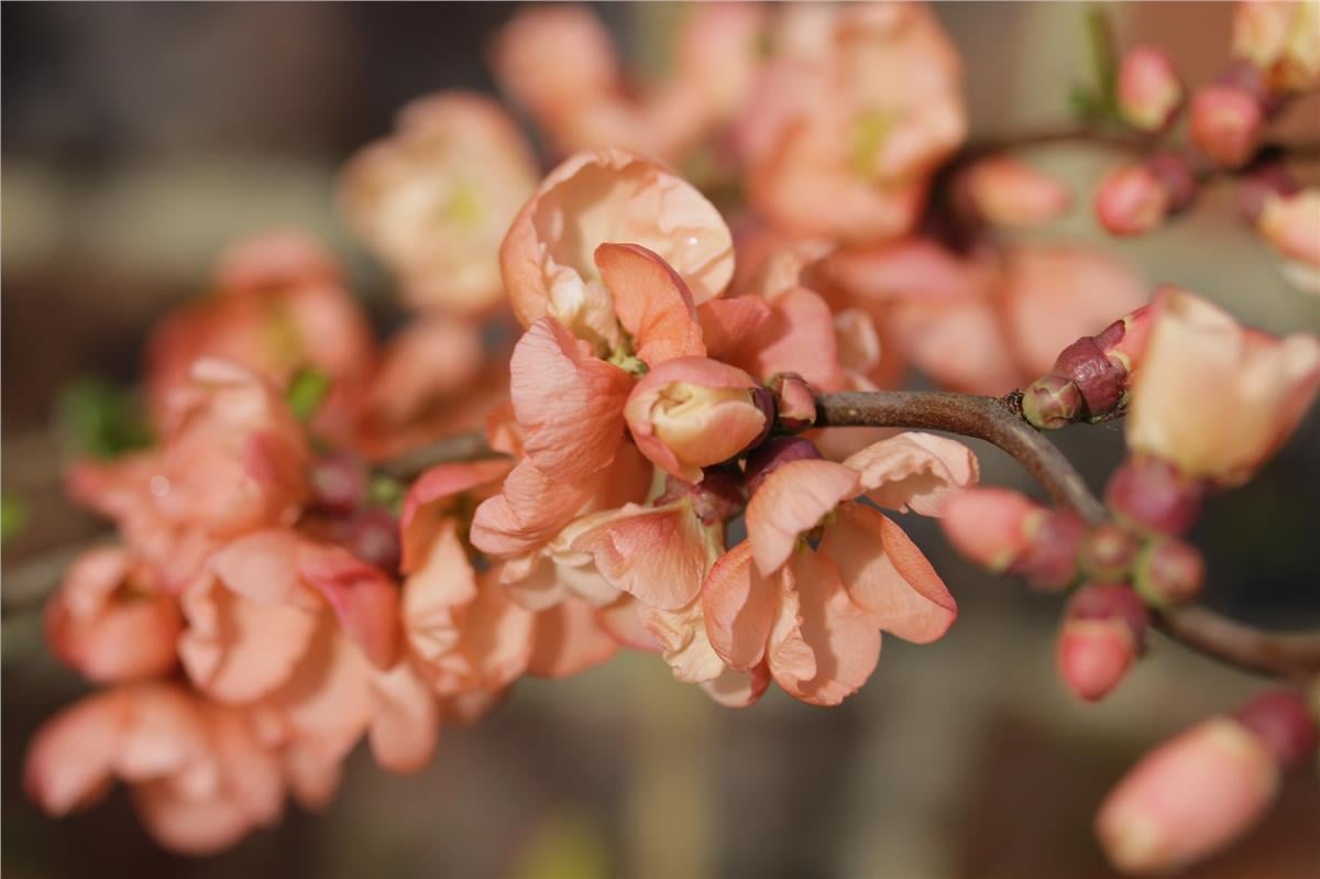 Chaenomeles spec. Salmon Horizon Japon Ayvası, Bahar Dalı fidanı