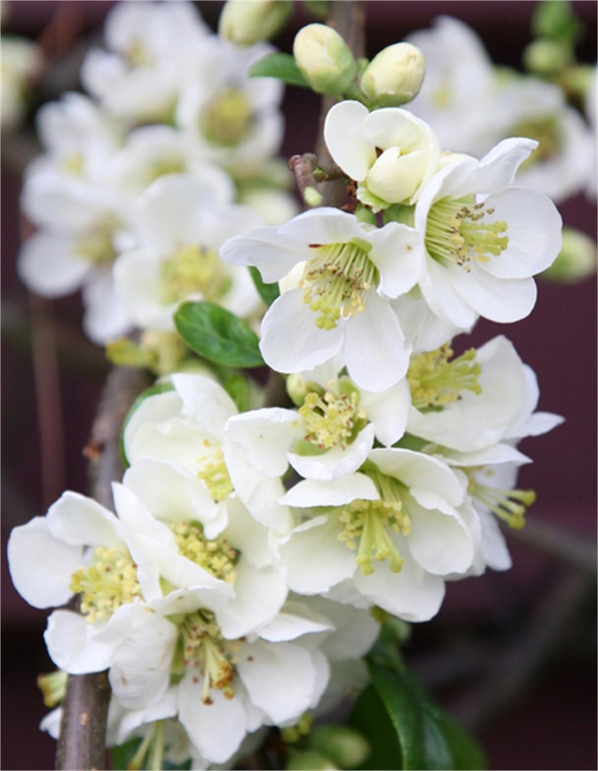 Chaenomeles speciosa Nivalis bahar dalı süs ayvası fidanı