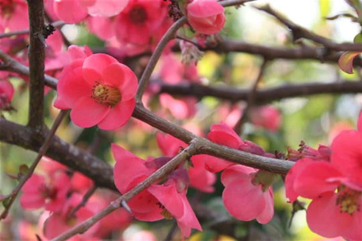 Chaenomeles speciosa Umbilicata Pembe japon ayvası fidanı