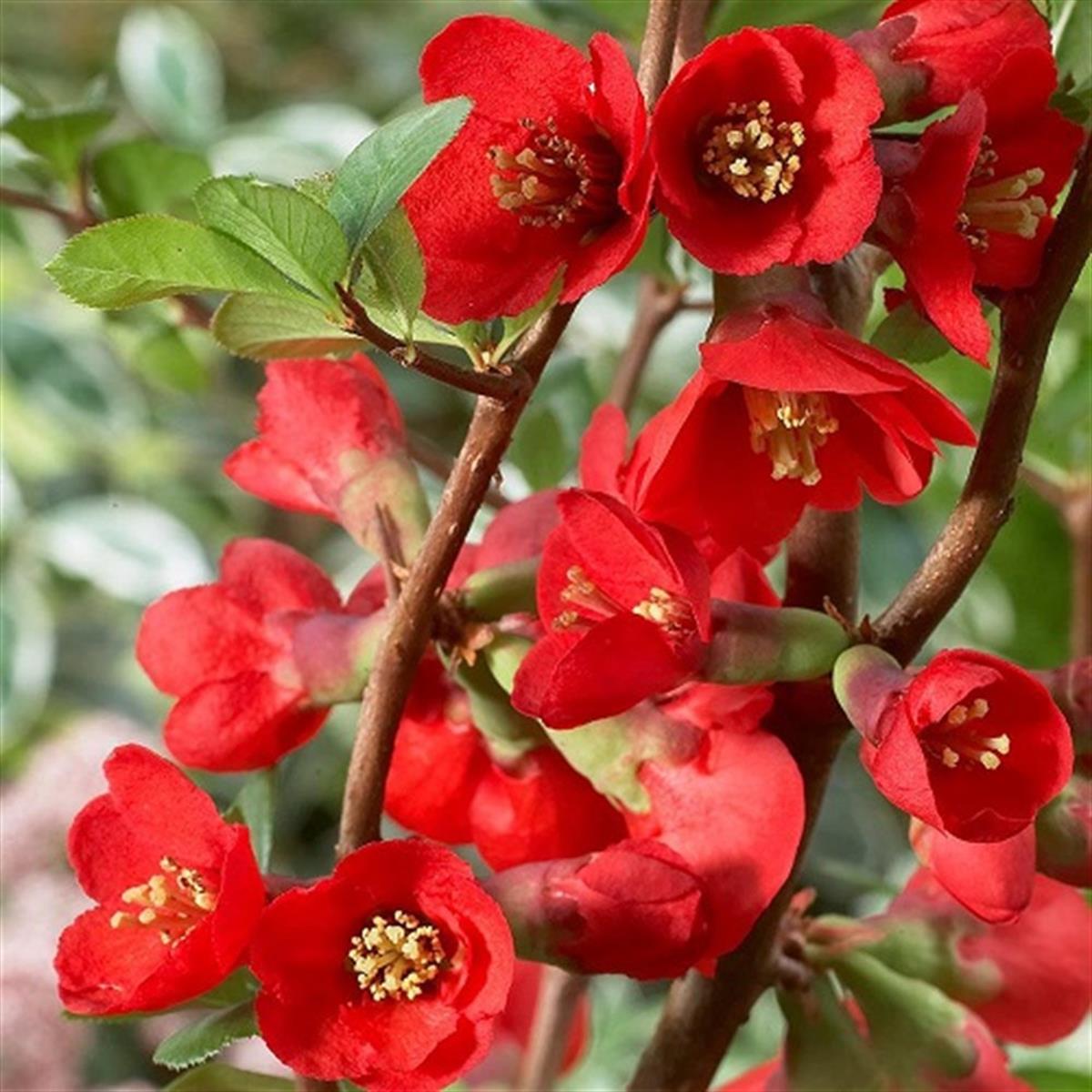 CHAENOMELES superba Crimson and Gold Kırmızı japon ayvası fidanı