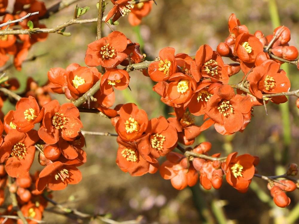 Chaenomeles superba Orange Trail Bahar dalı süs ayvası fidanı