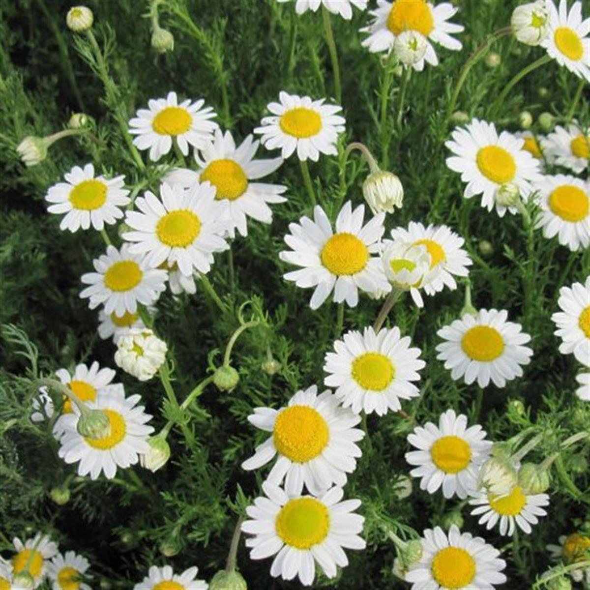 Chamaemelum nobile Romen sarı Roma papatyası fidesi